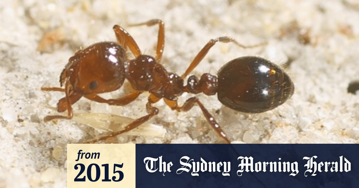 The secret life of ants and their toilet habits